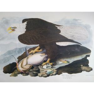 Audubon Birds of USA Print WHITE-HEADED SEA EAGLE